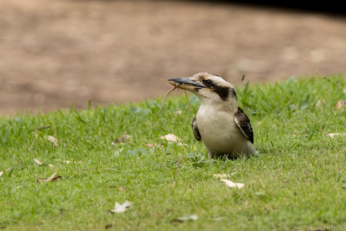Laughing Kookaburra - ML642854966