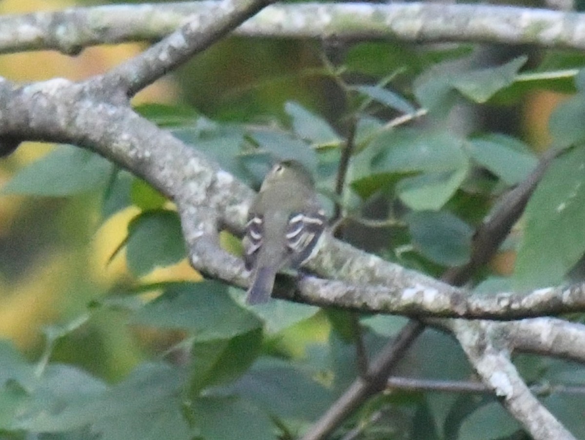 Yellow-bellied Flycatcher - ML642854968