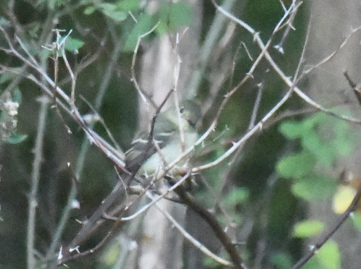 Yellow-bellied Flycatcher - ML642854969