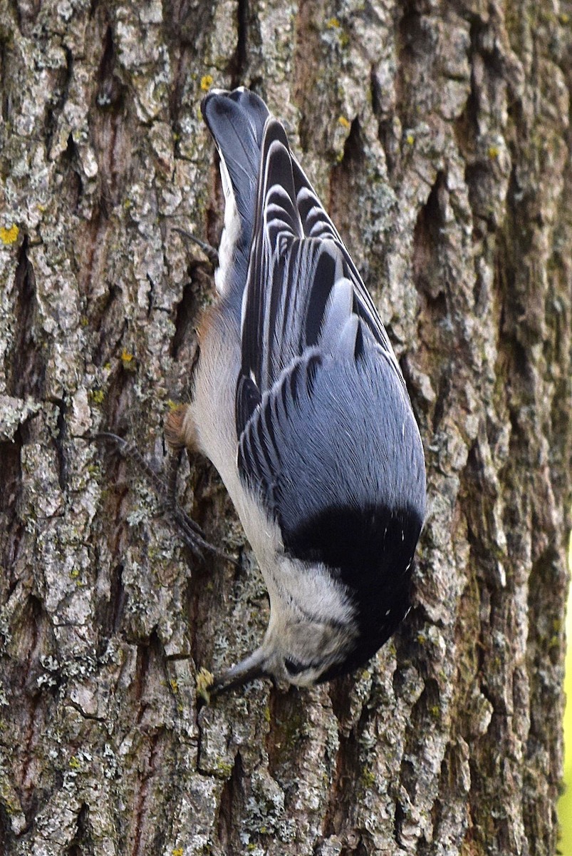 White-breasted Nuthatch - ML642854986