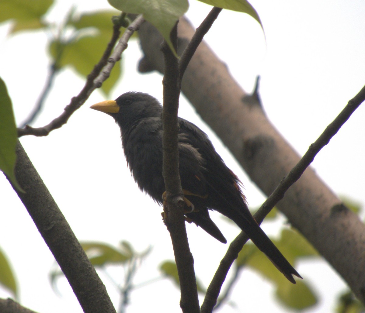 Finch-billed Myna - ML642854987