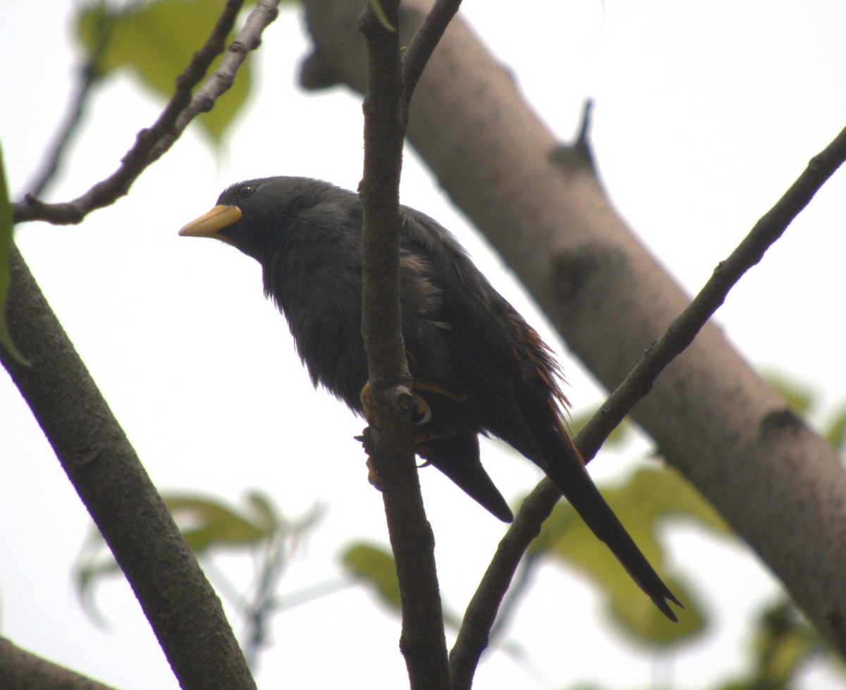 Finch-billed Myna - ML642854989