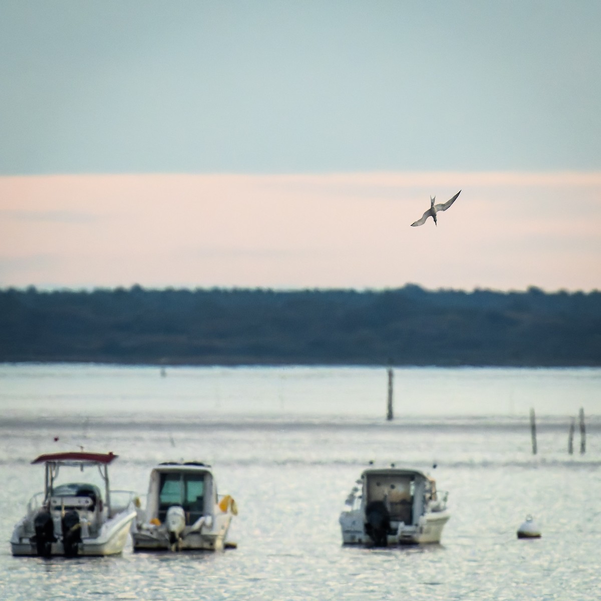 Sandwich Tern - ML642855006