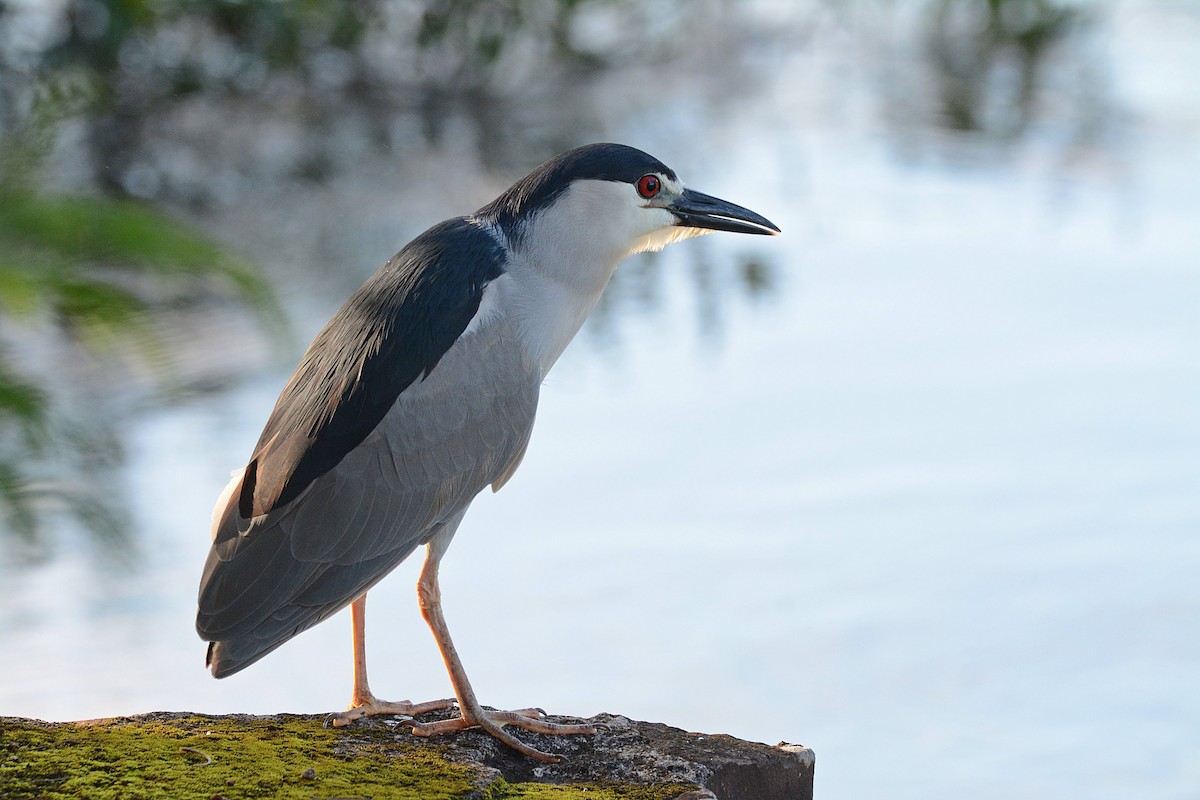 kvakoš noční - ML642855011