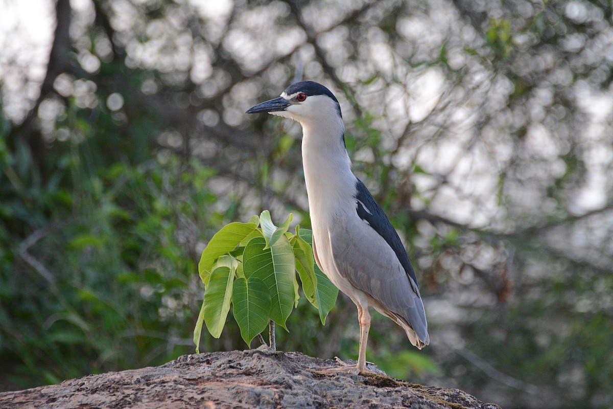 kvakoš noční - ML642855012