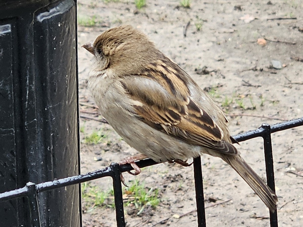 House Sparrow - ML642855023