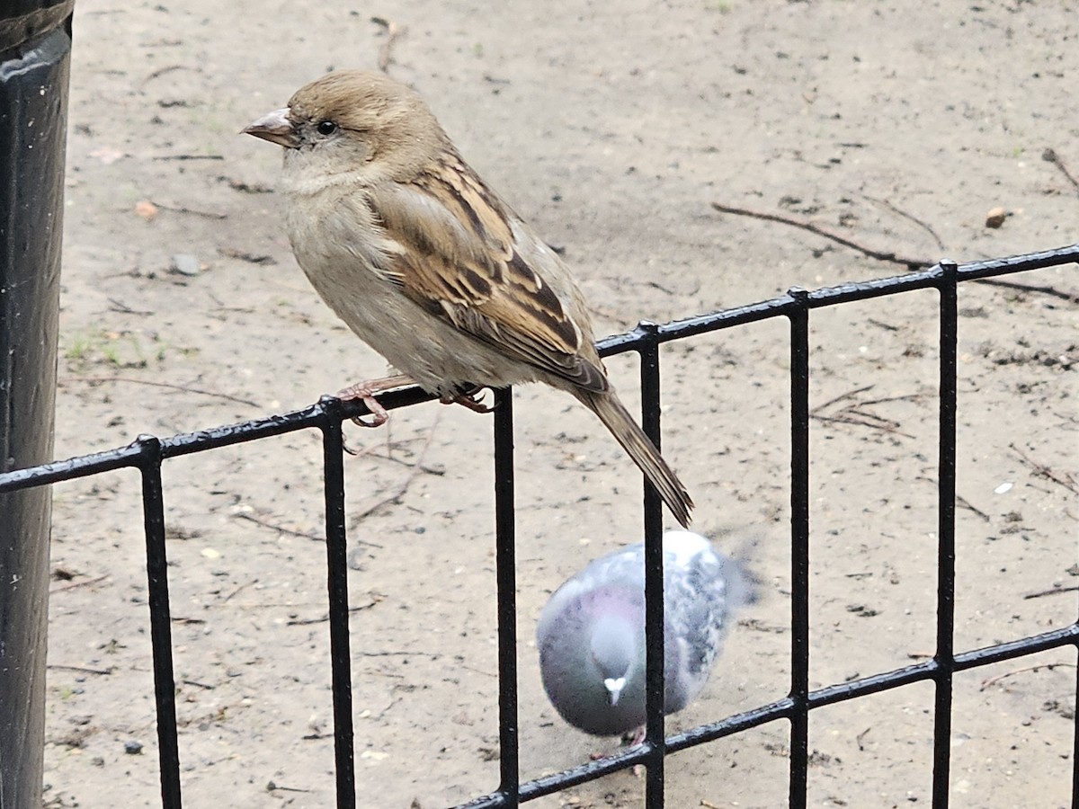 House Sparrow - ML642855024