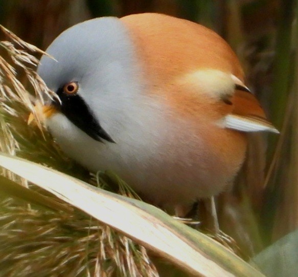 Bearded Reedling - ML642855030