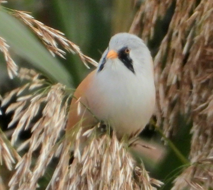 Bearded Reedling - ML642855031