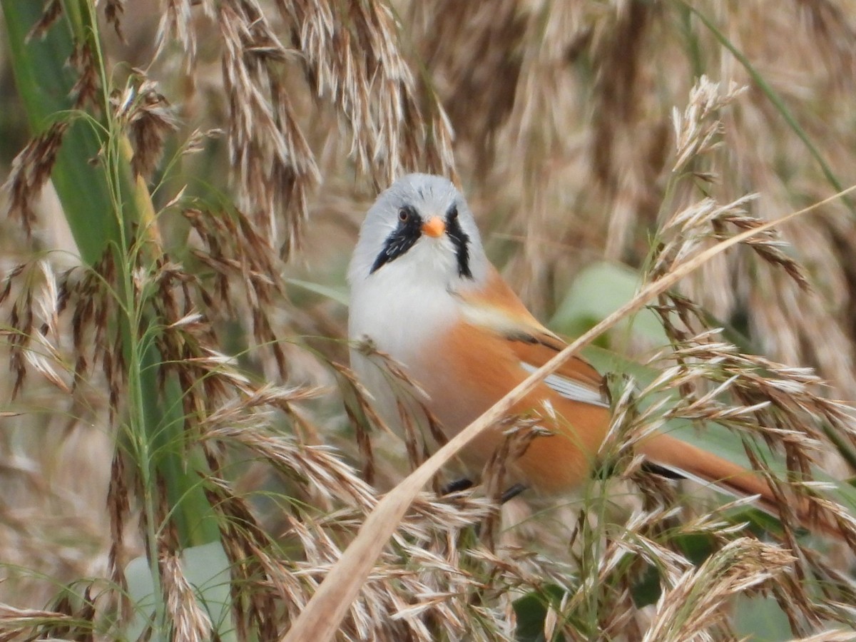Bearded Reedling - ML642855032