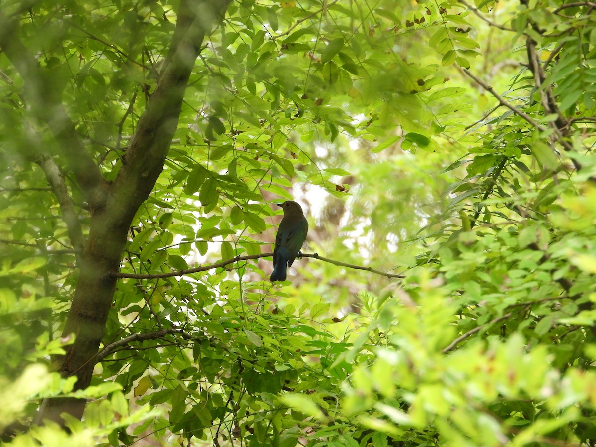Blue-and-white Flycatcher - ML642855034