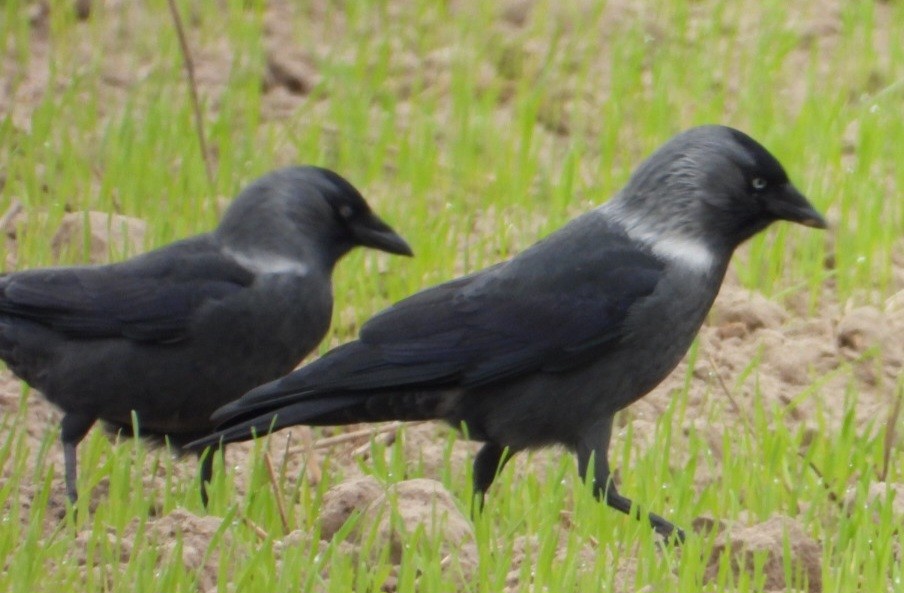 Eurasian Jackdaw - ML642855051