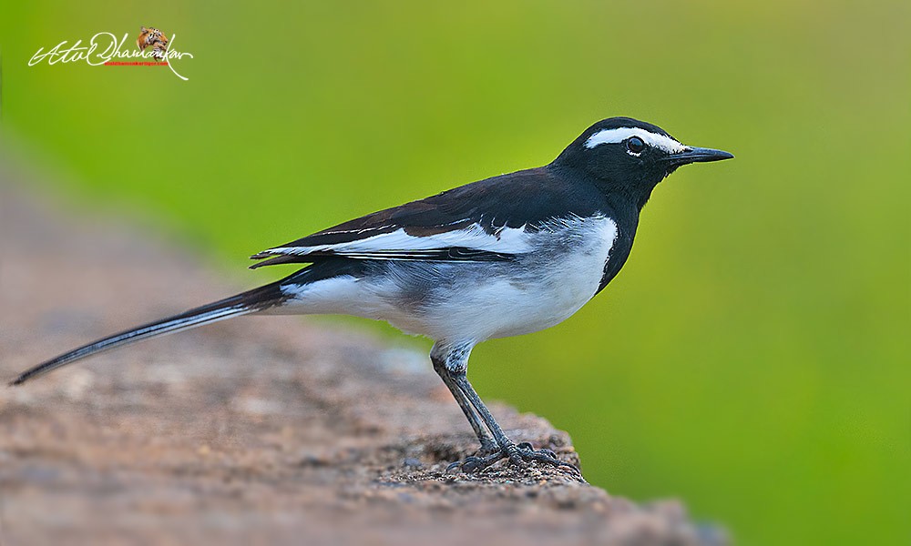 Lavandera India - ML642855056