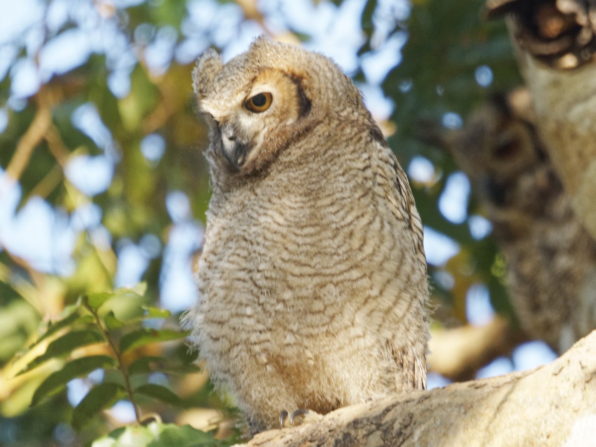 Great Horned Owl - ML642855070