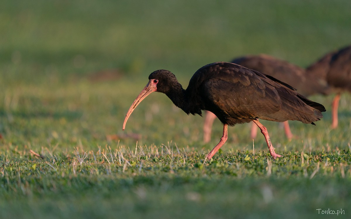 Bare-faced Ibis - ML642855076