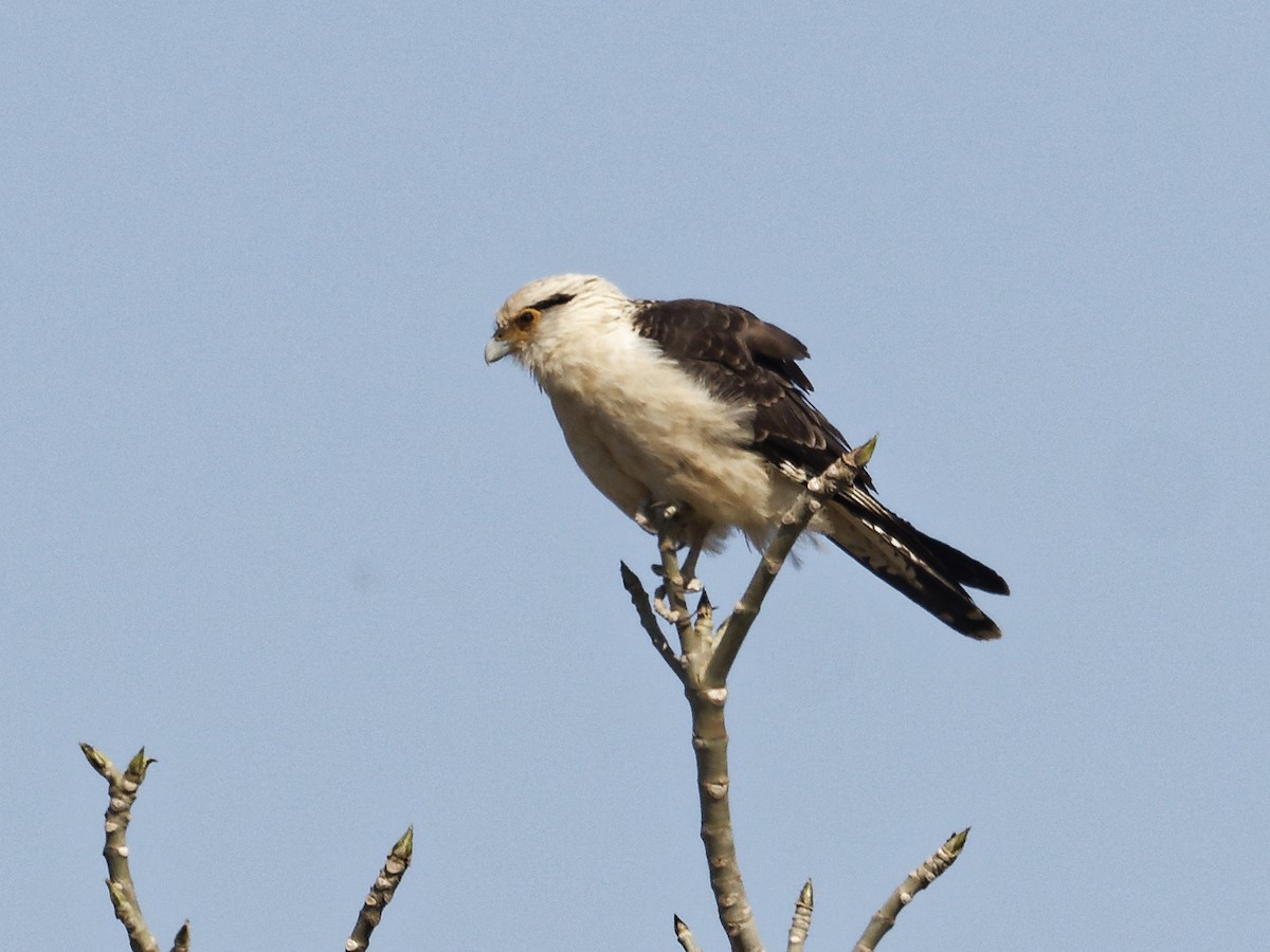 Yellow-headed Caracara - ML642855077