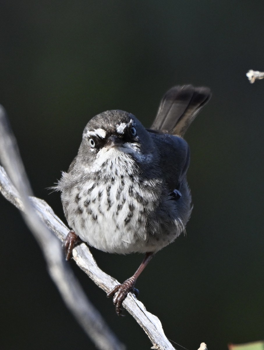 Spotted Scrubwren - ML642855079