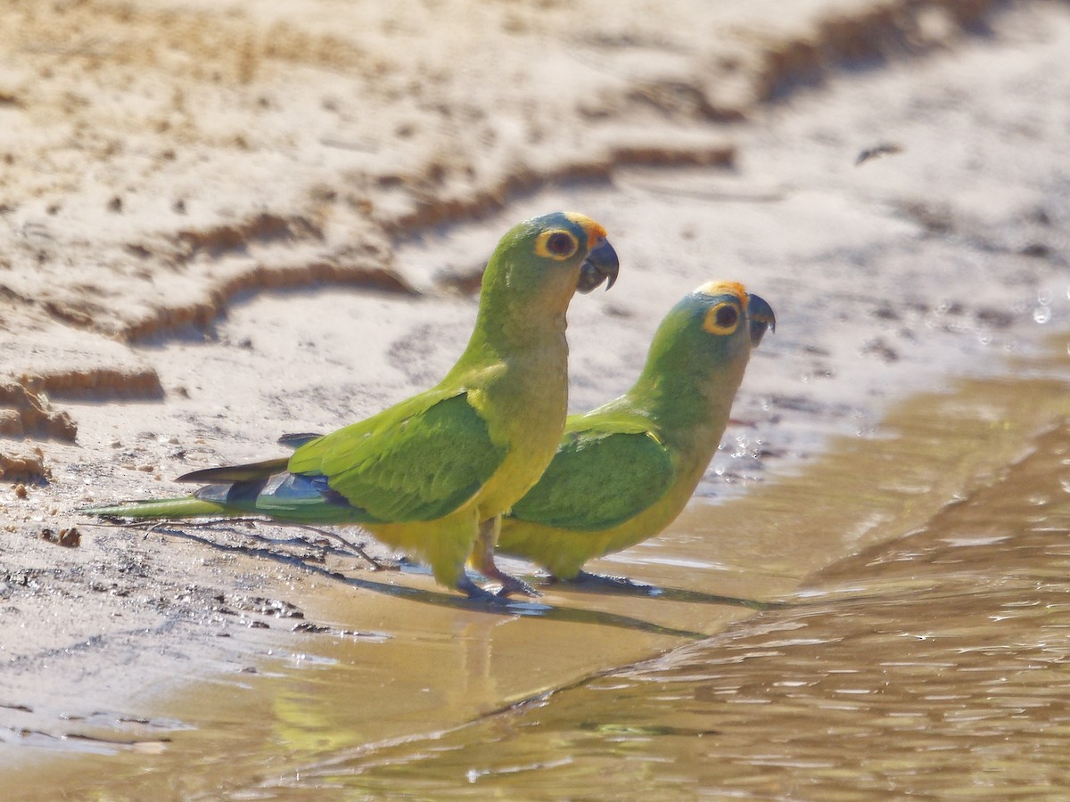 Peach-fronted Parakeet - ML642855087