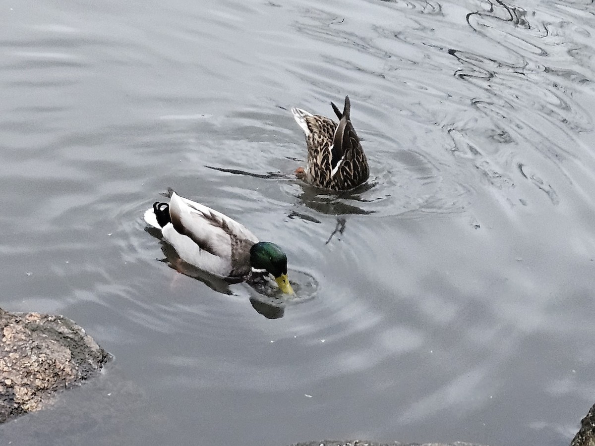 Mallard - ML642855097