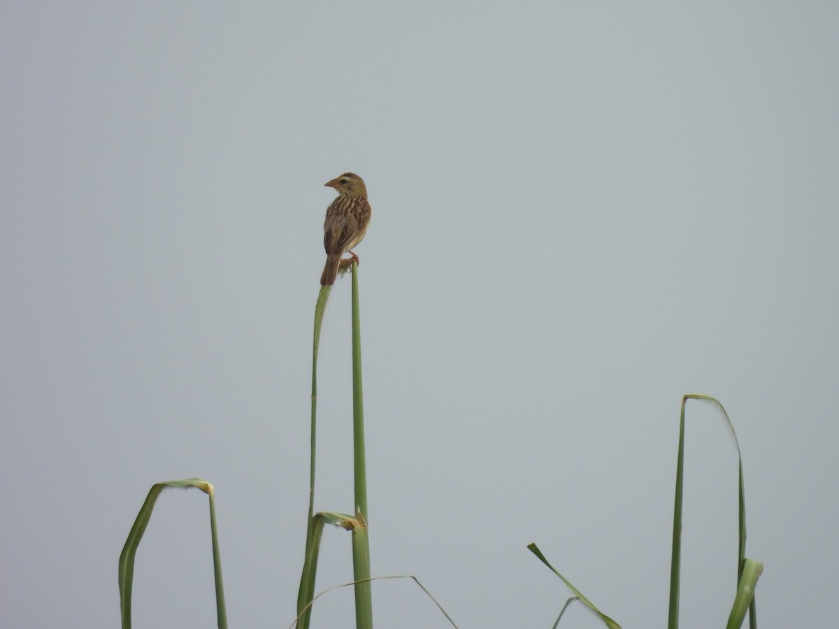 Baya Weaver - ML642855099