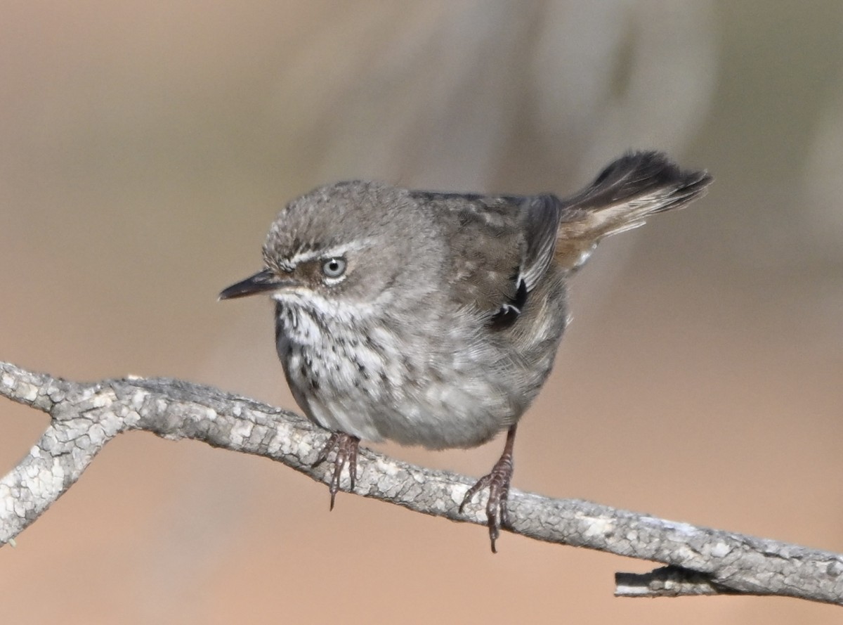 Spotted Scrubwren - ML642855106