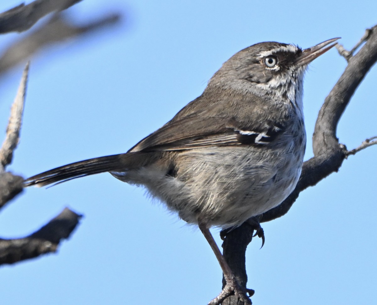Spotted Scrubwren - ML642855110