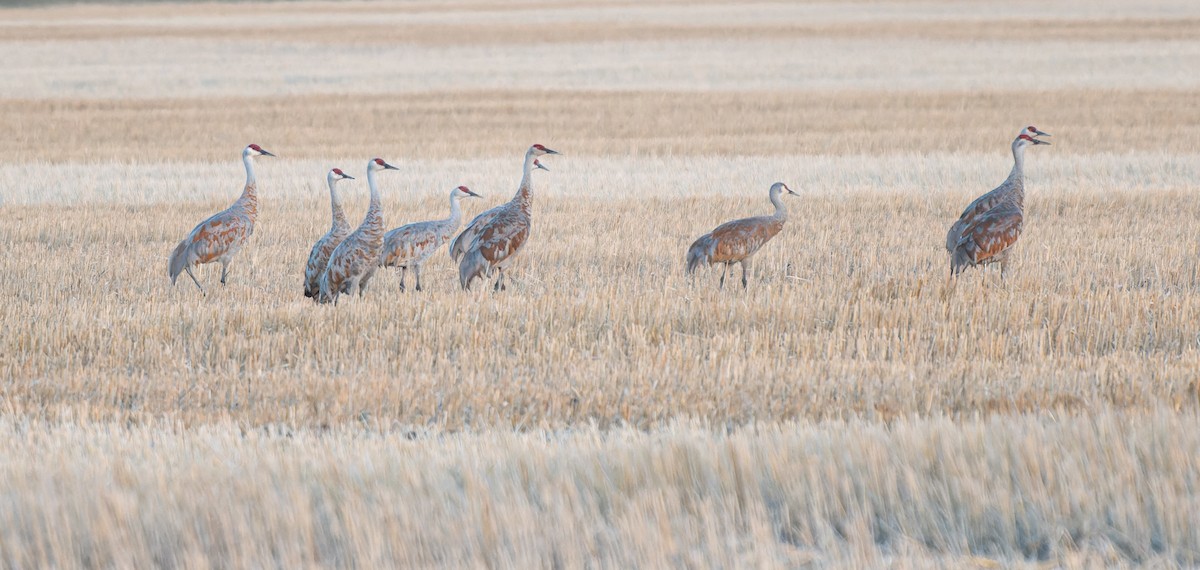 Sandhill Crane - ML642855113