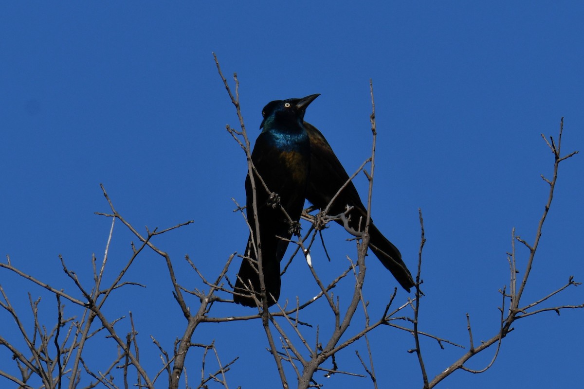 Common Grackle - ML642855115