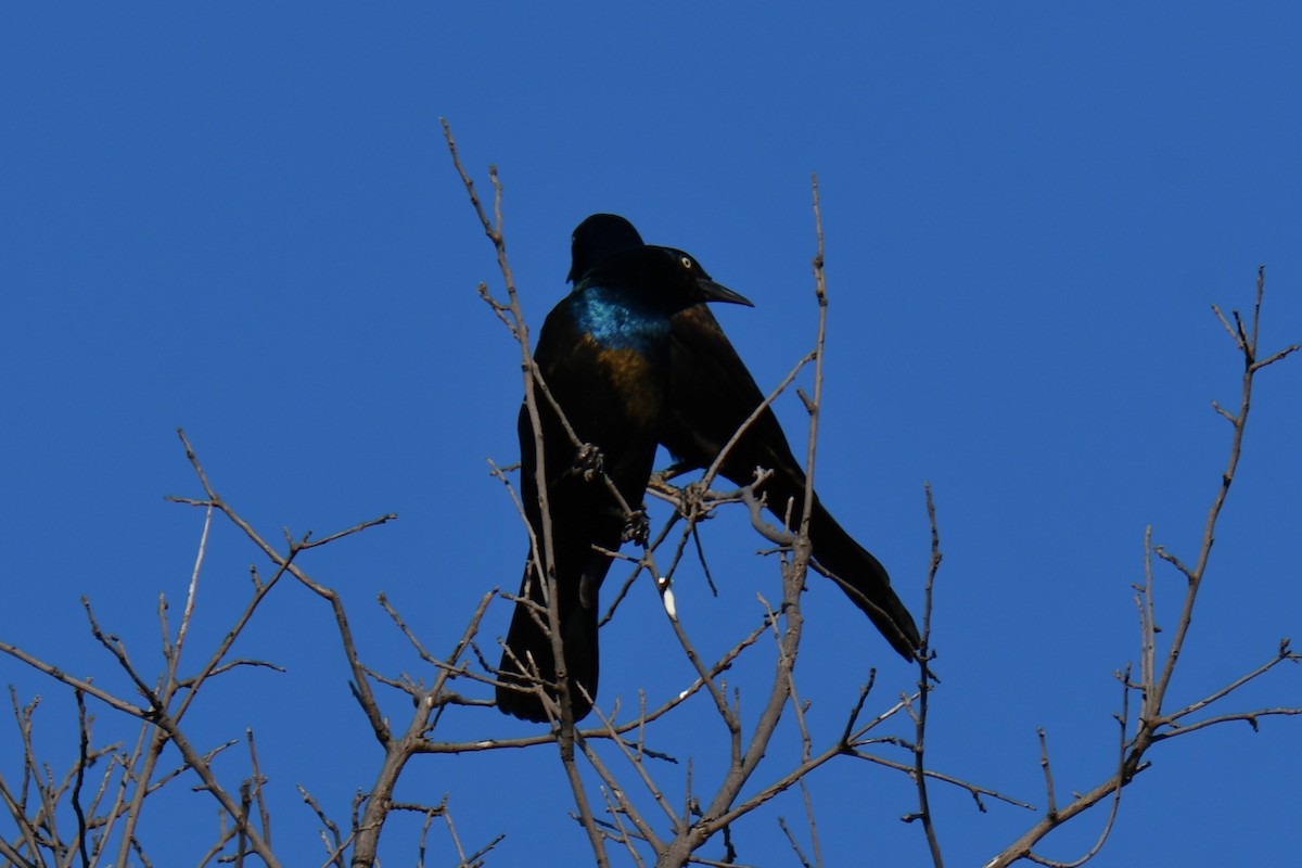 Common Grackle - ML642855116