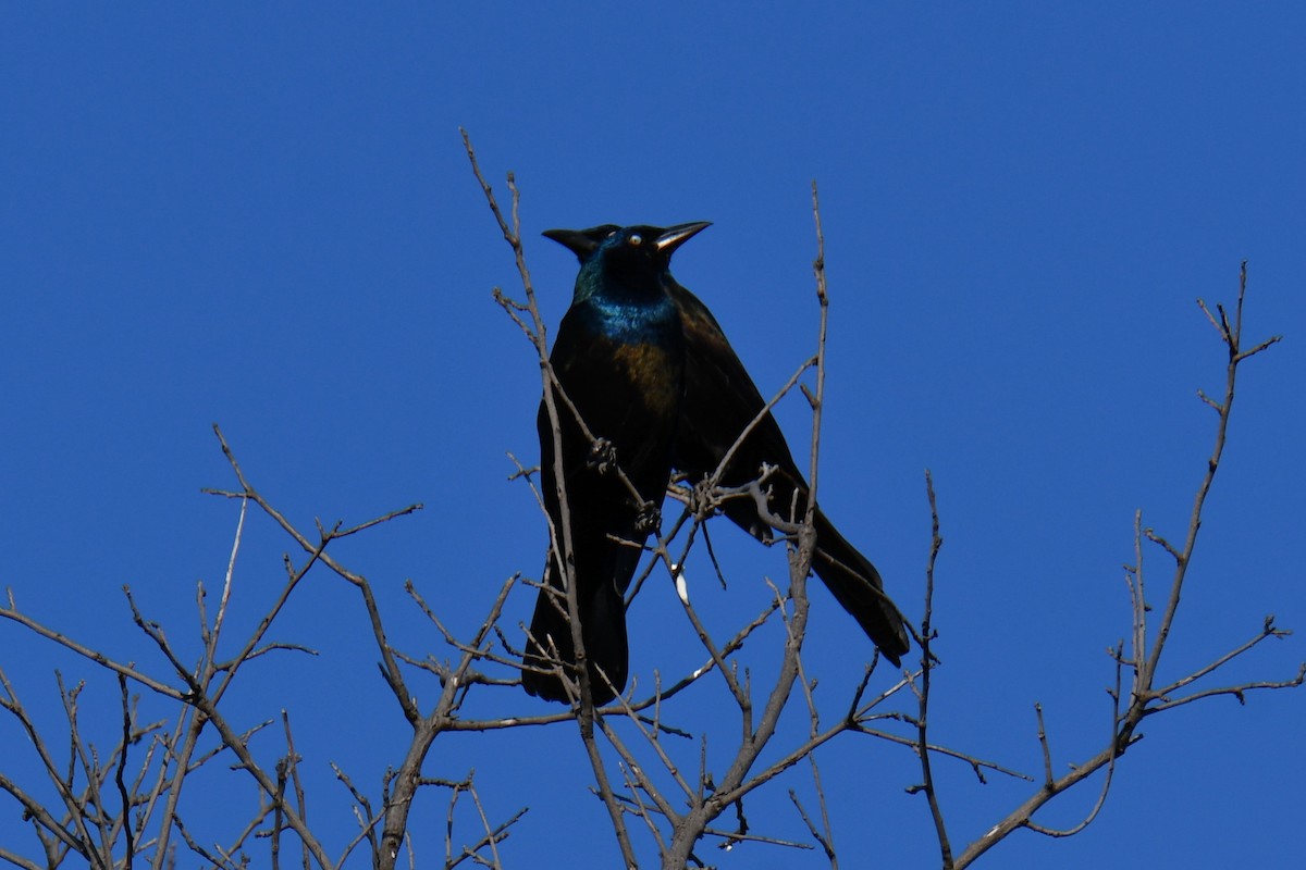 Common Grackle - ML642855117