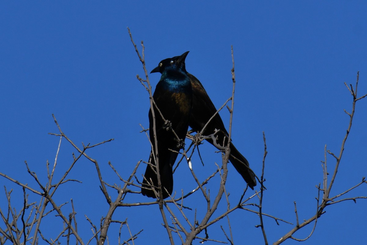 Common Grackle - ML642855118