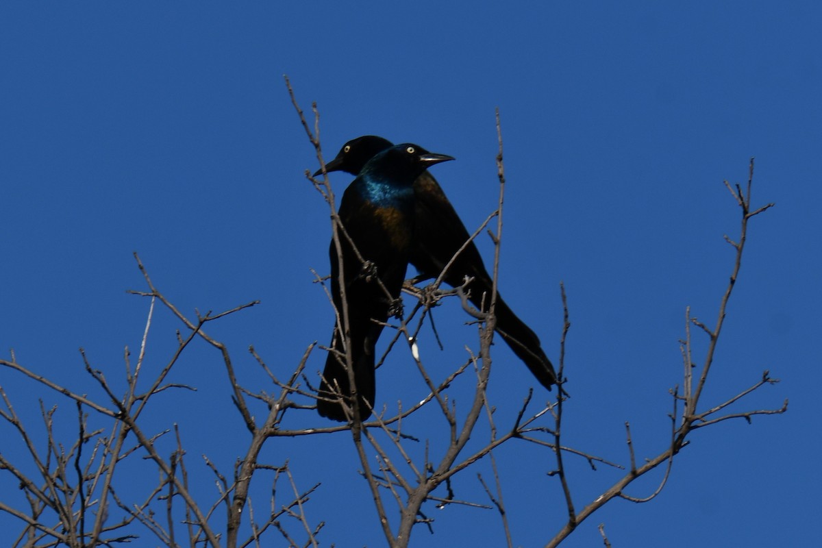 Common Grackle - ML642855119