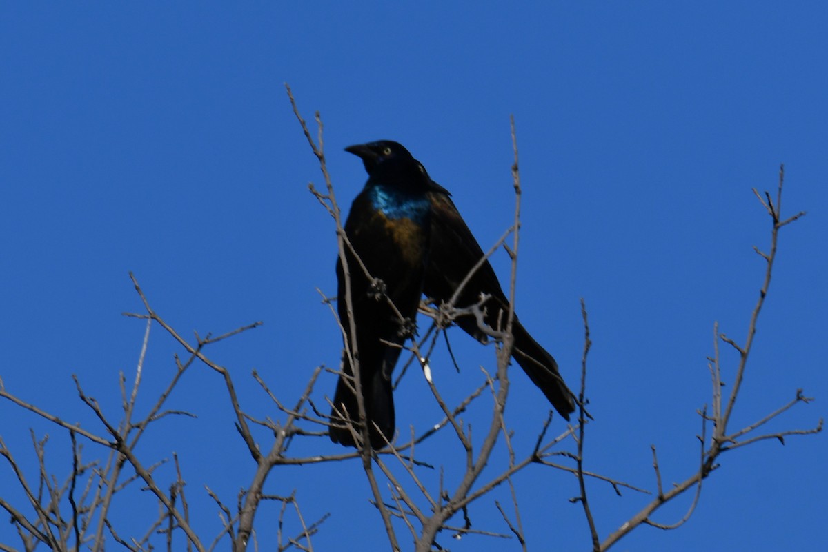 Common Grackle - ML642855120