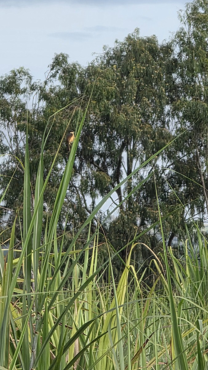 Prinia Cenicienta - ML642855132