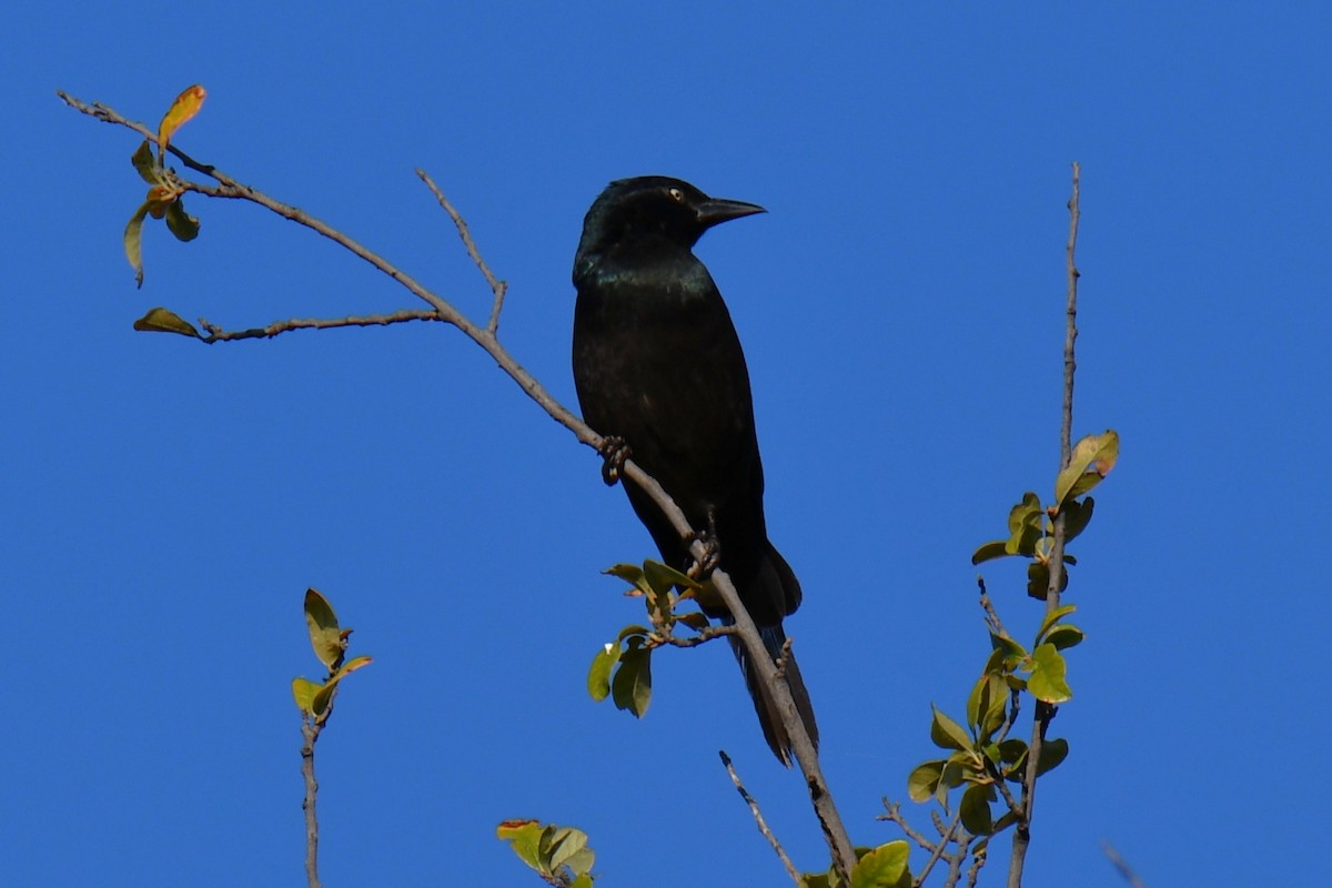 Common Grackle - ML642855143
