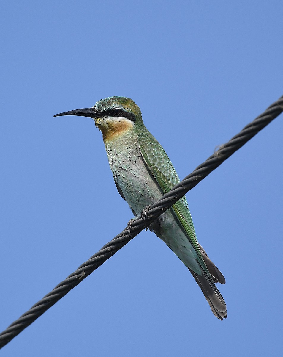 Blue-cheeked Bee-eater - ML642855151