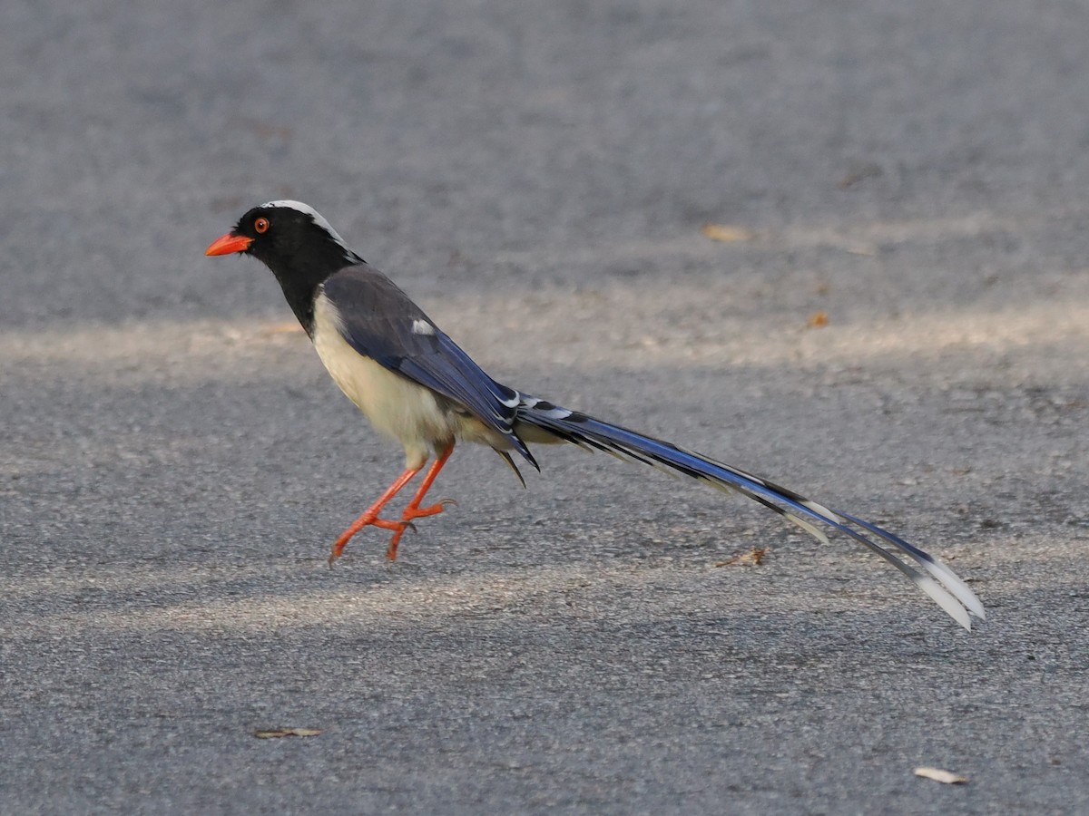Red-billed Blue-Magpie - ML642855152