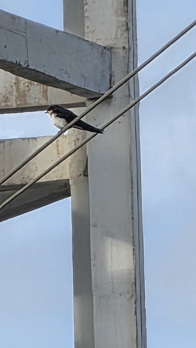 Golondrina Colilarga - ML642855154
