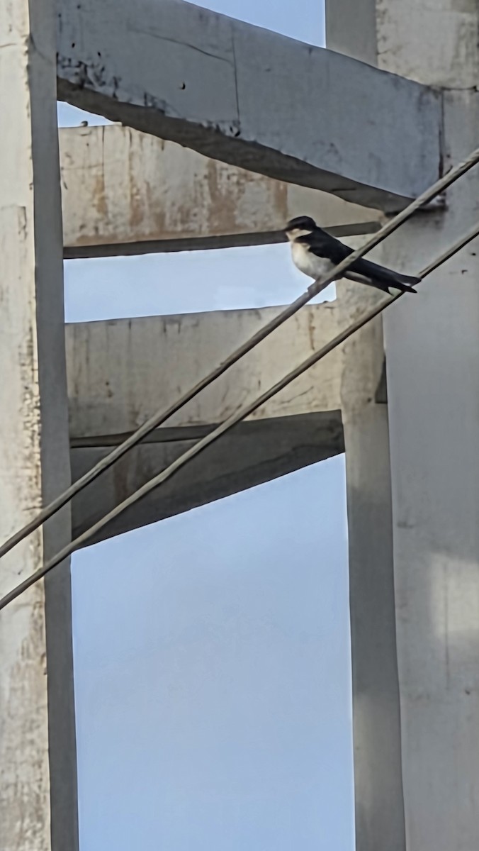 Golondrina Colilarga - ML642855155