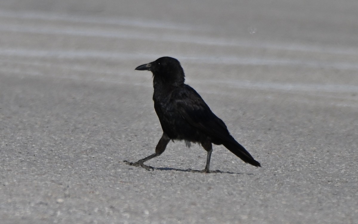 Little Crow - ML642855160