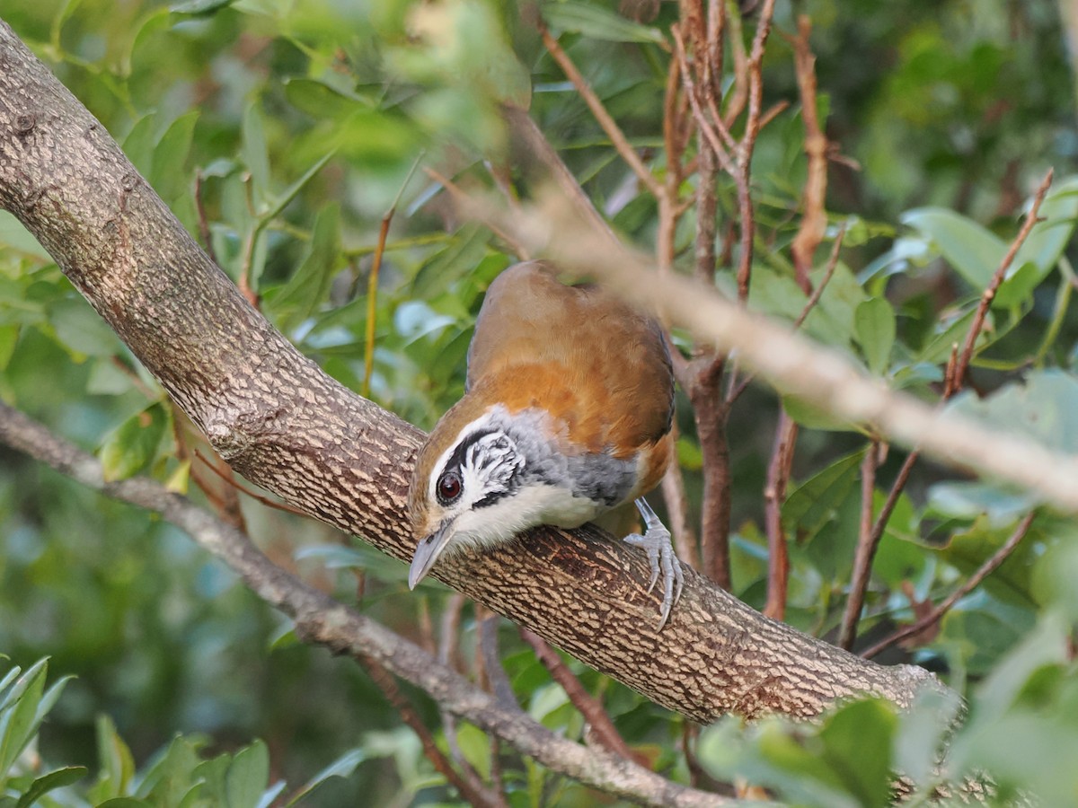 Greater Necklaced Laughingthrush - ML642855162