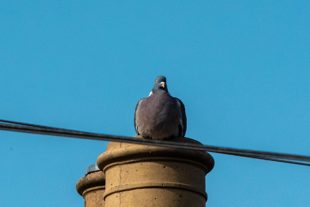 Common Wood-Pigeon - ML642855163