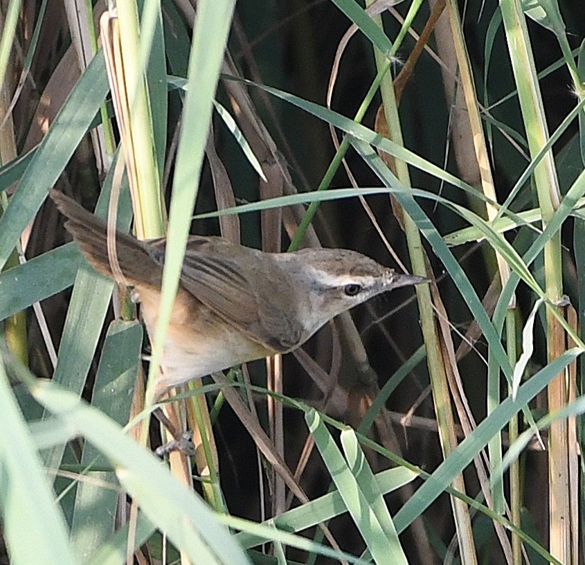 Paddyfield Warbler - ML642855164