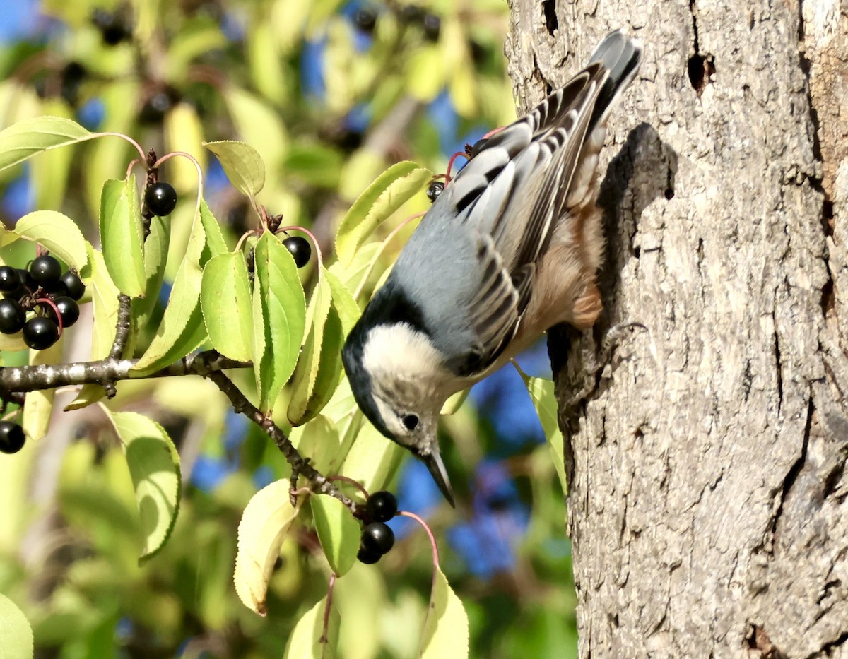 White-breasted Nuthatch - ML642855178