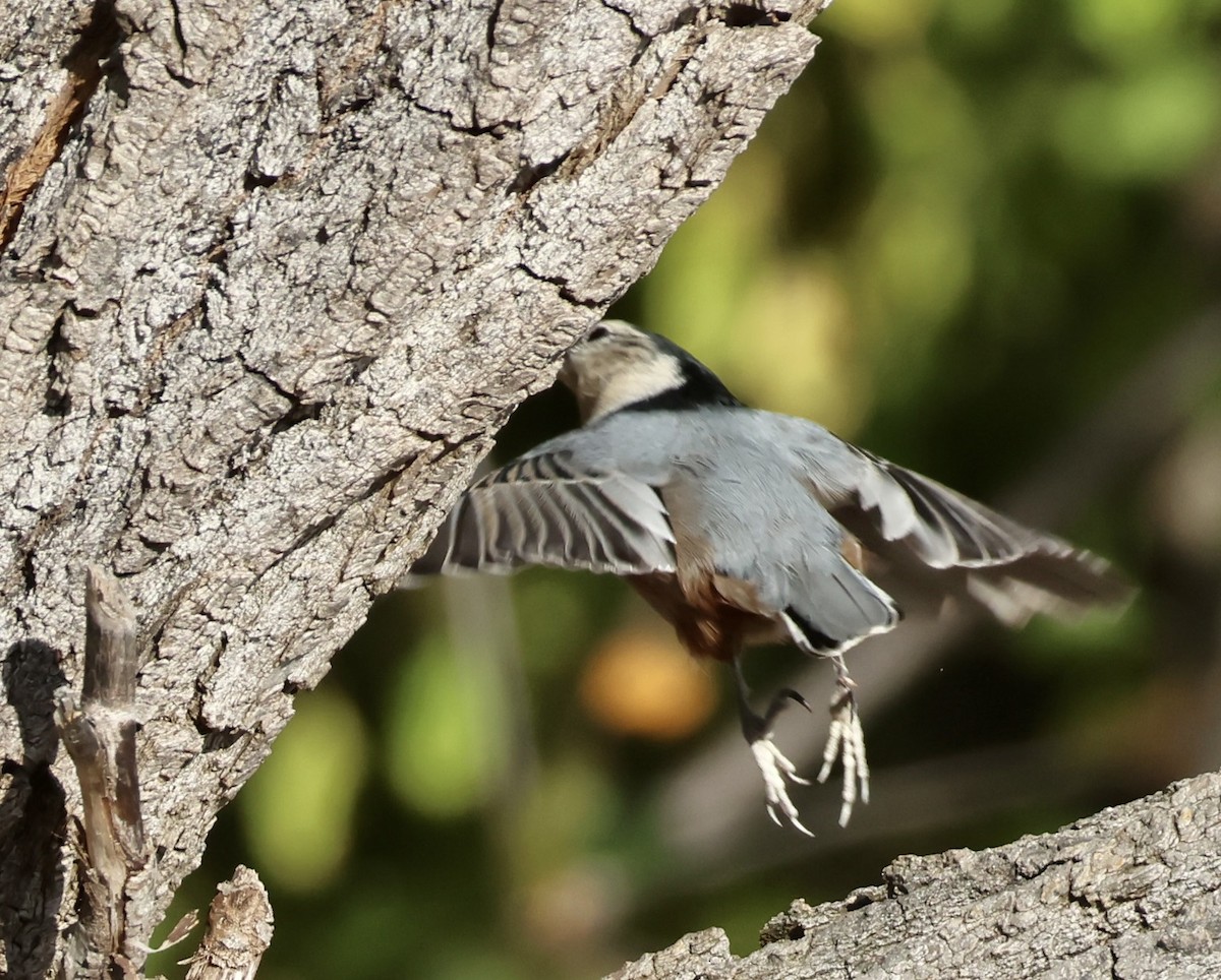 White-breasted Nuthatch - ML642855180