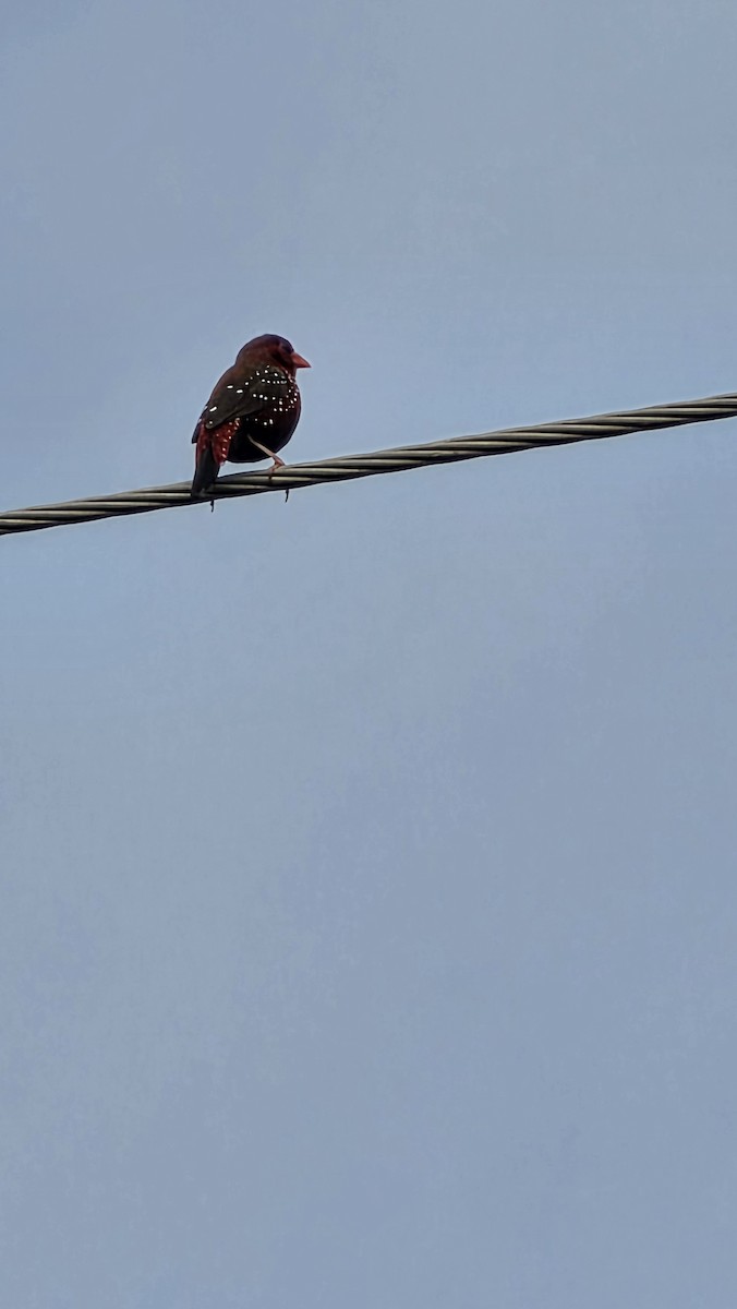 Bengalí Rojo - ML642855200