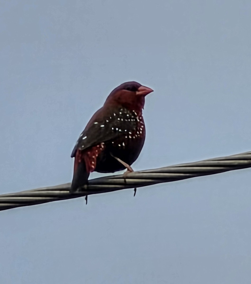 Bengalí Rojo - ML642855201