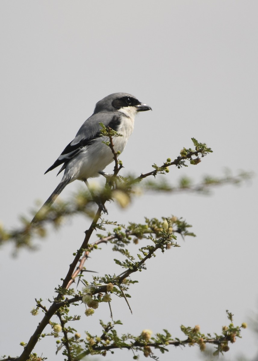 Great Gray Shrike - ML642855202