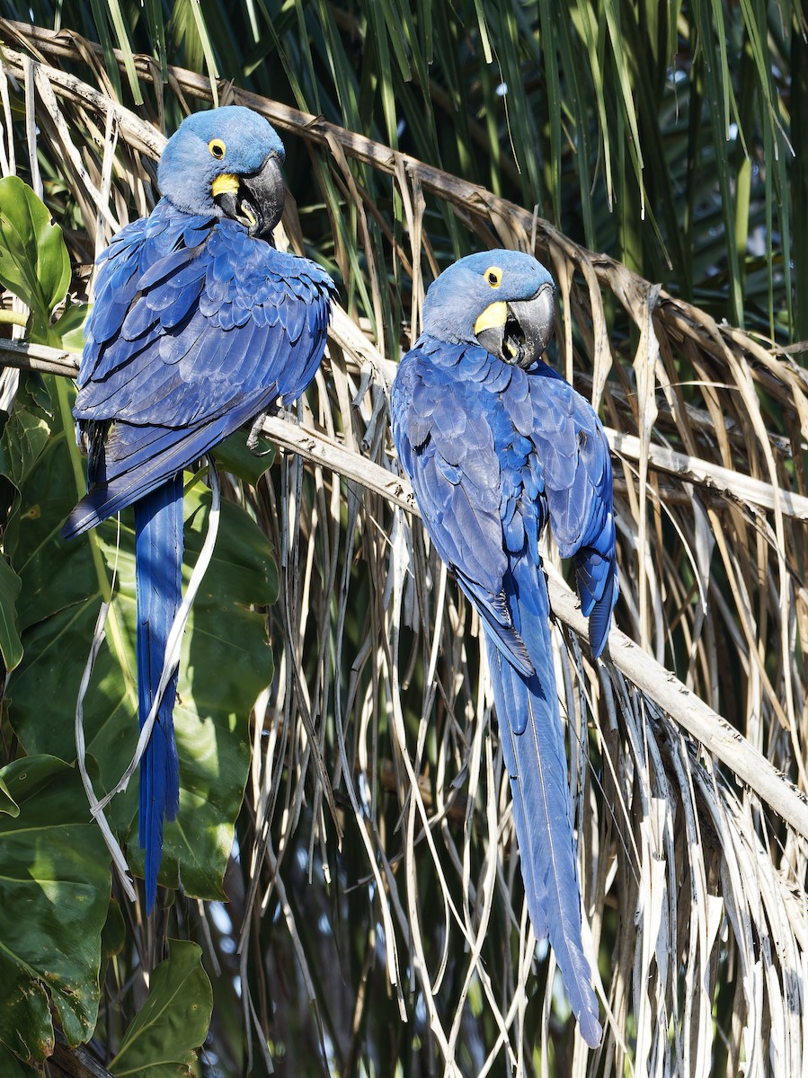 Hyacinth Macaw - ML642855209