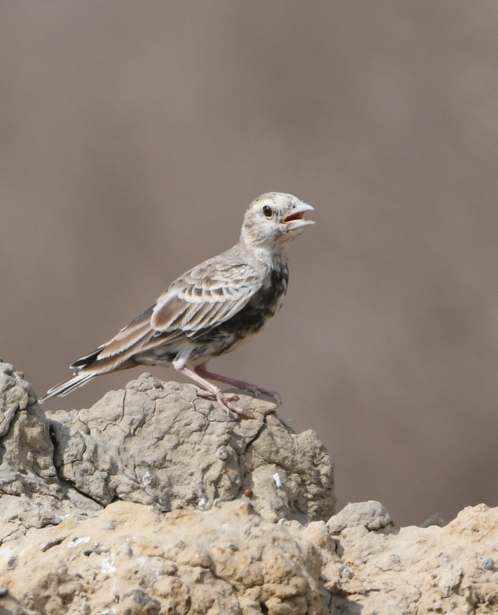 Ashy-crowned Sparrow-Lark - ML642855211